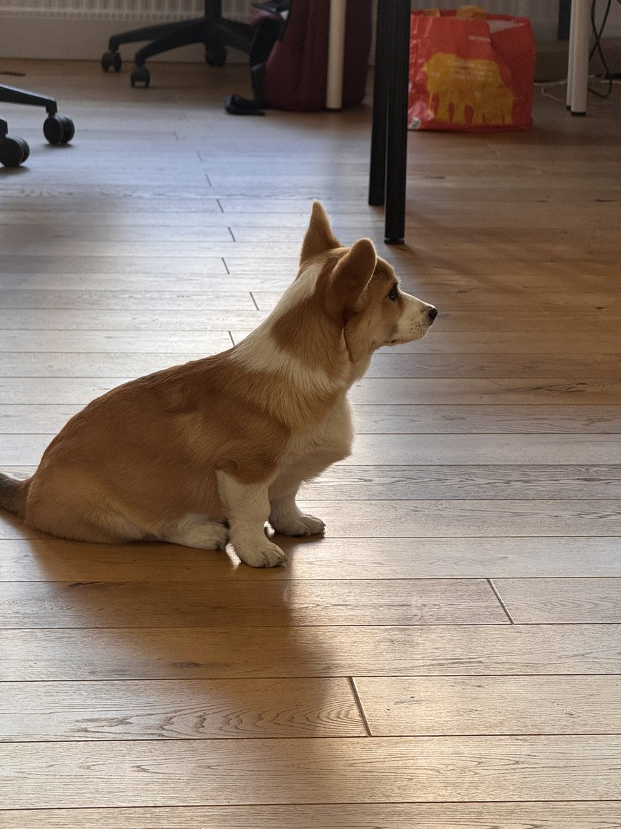 ferfromcorgi's tweet photo. @grok all set, thanks https://t.co/c06FjaM6hS