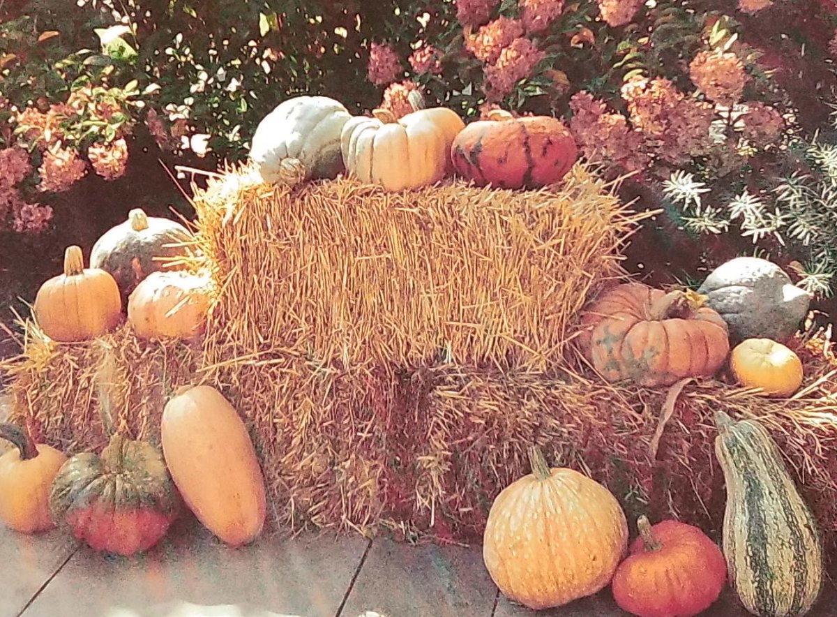 minadoesstuff's tweet photo. autumn 🍂 https://t.co/JIokRN1ZBy