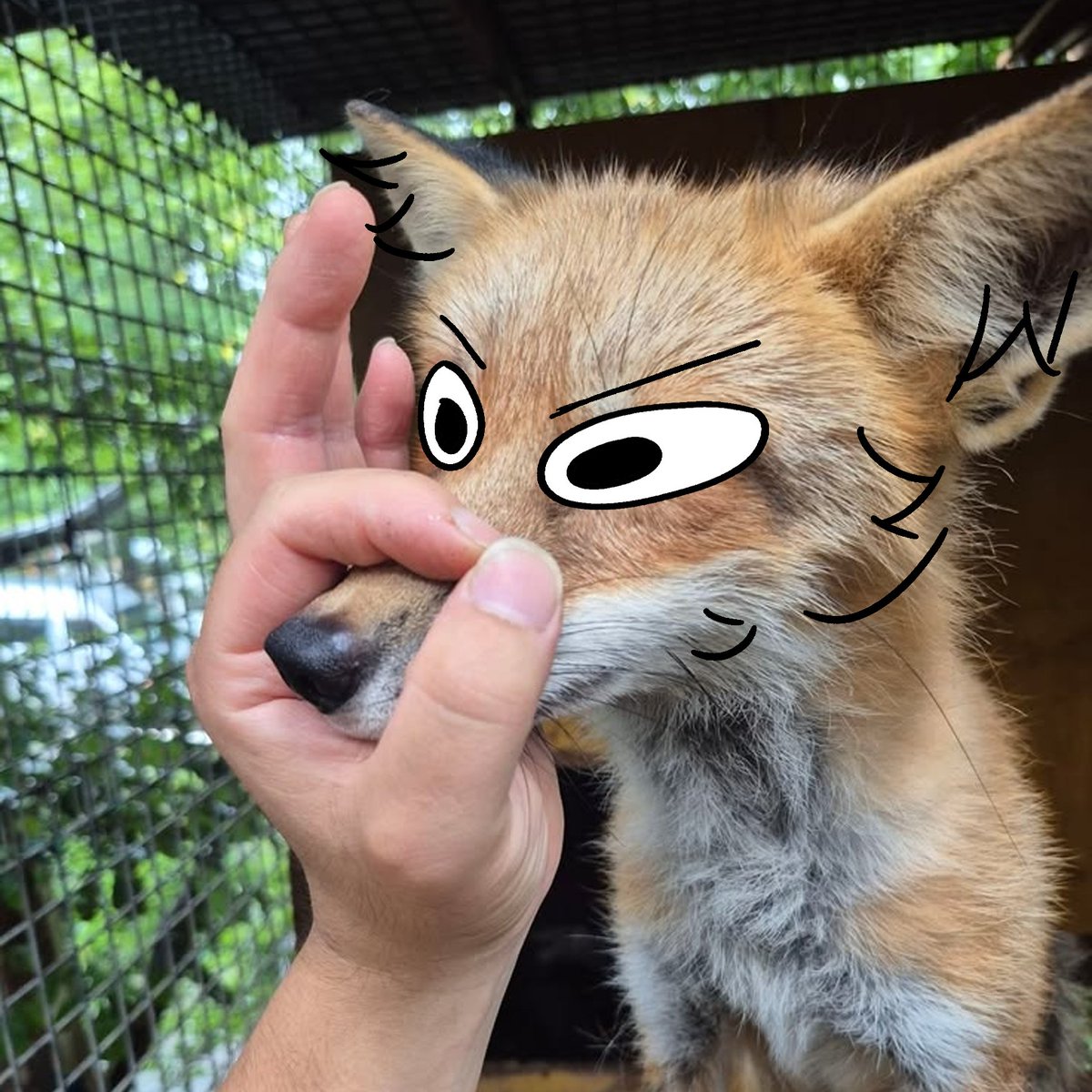 thecatidk's tweet photo. Sut ur ahh motuth #fox #animal #art https://t.co/8DrXWACvN7