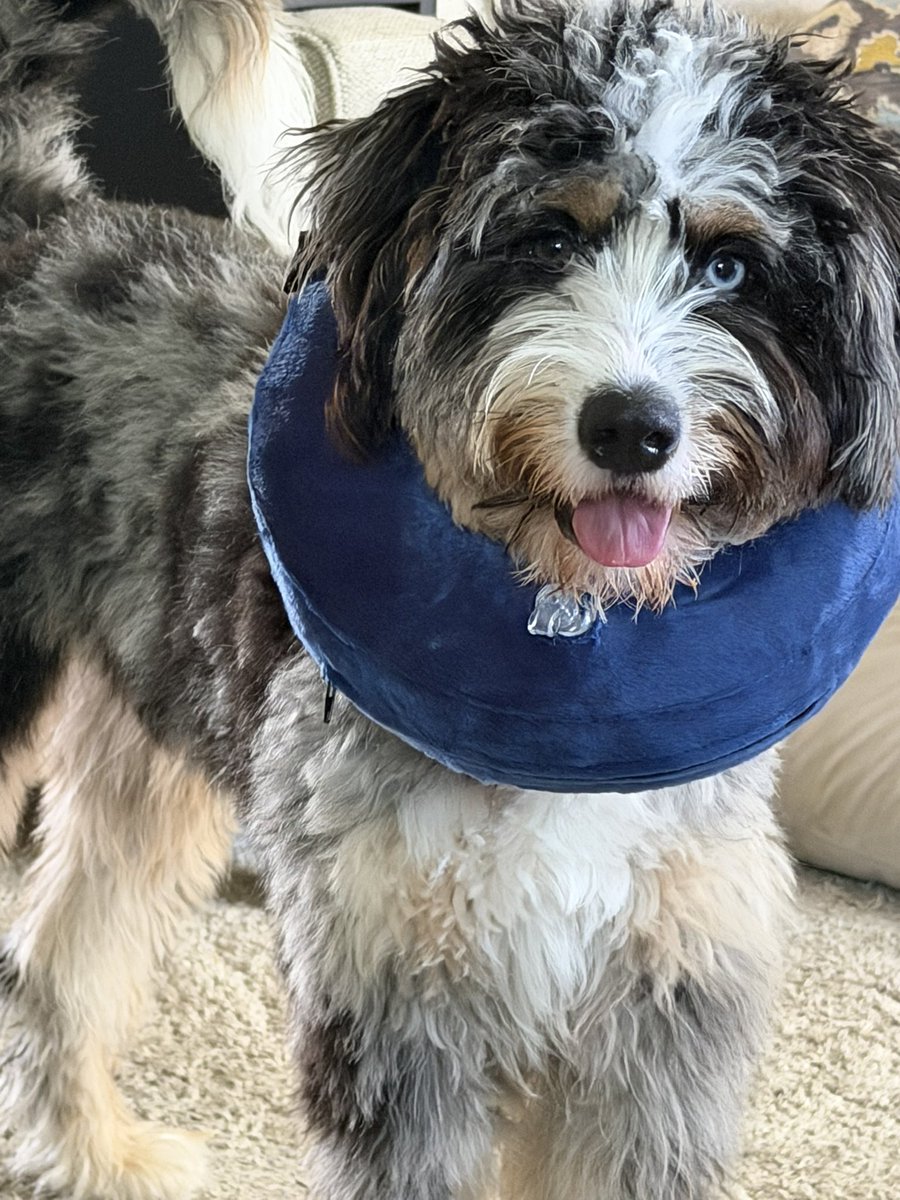 kimjbarker's tweet photo. #tongueouttuesday
#boop #dogs #doglover #bernadoodles https://t.co/DuDNUqSnPi