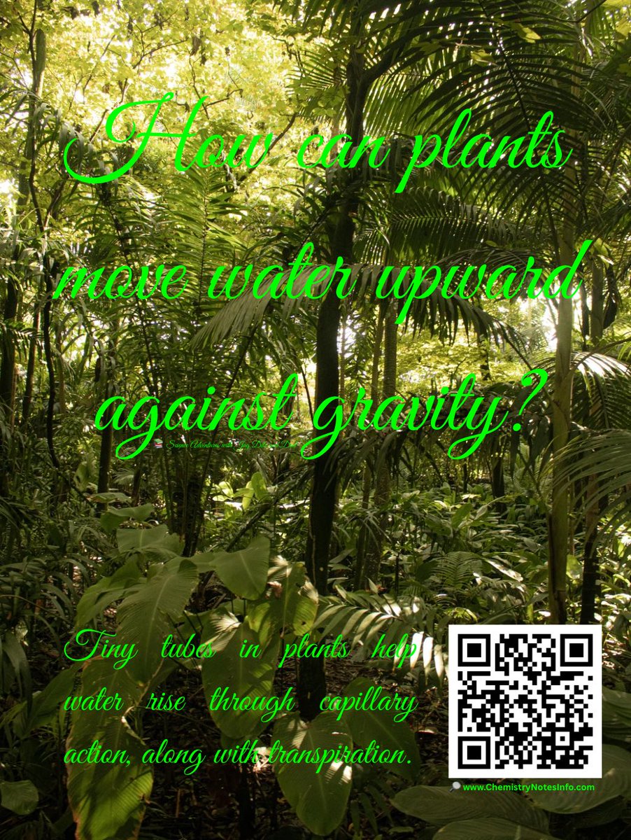 ChemNotesInfo's tweet photo. 🌱 How can plants move water upward against gravity?
Ans: Tiny tubes in plants help water rise through capillary action, along with transpiration.
https://t.co/IsVPsO86Tc
#plants #capillary #STEM #Curiosity #knowledge https://t.co/008m7P8U3b