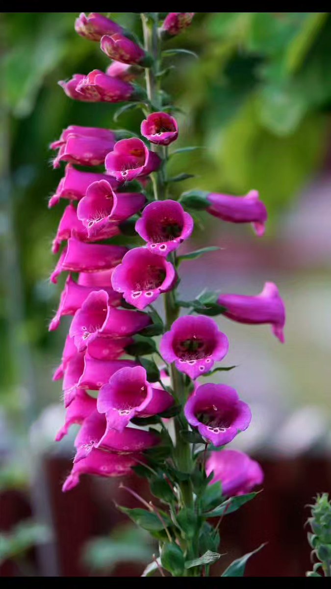 DelmaTrolibg's tweet photo. Every flower holds a new joy, and every moment conceals nature’s beauty. https://t.co/wTdXm763Sl