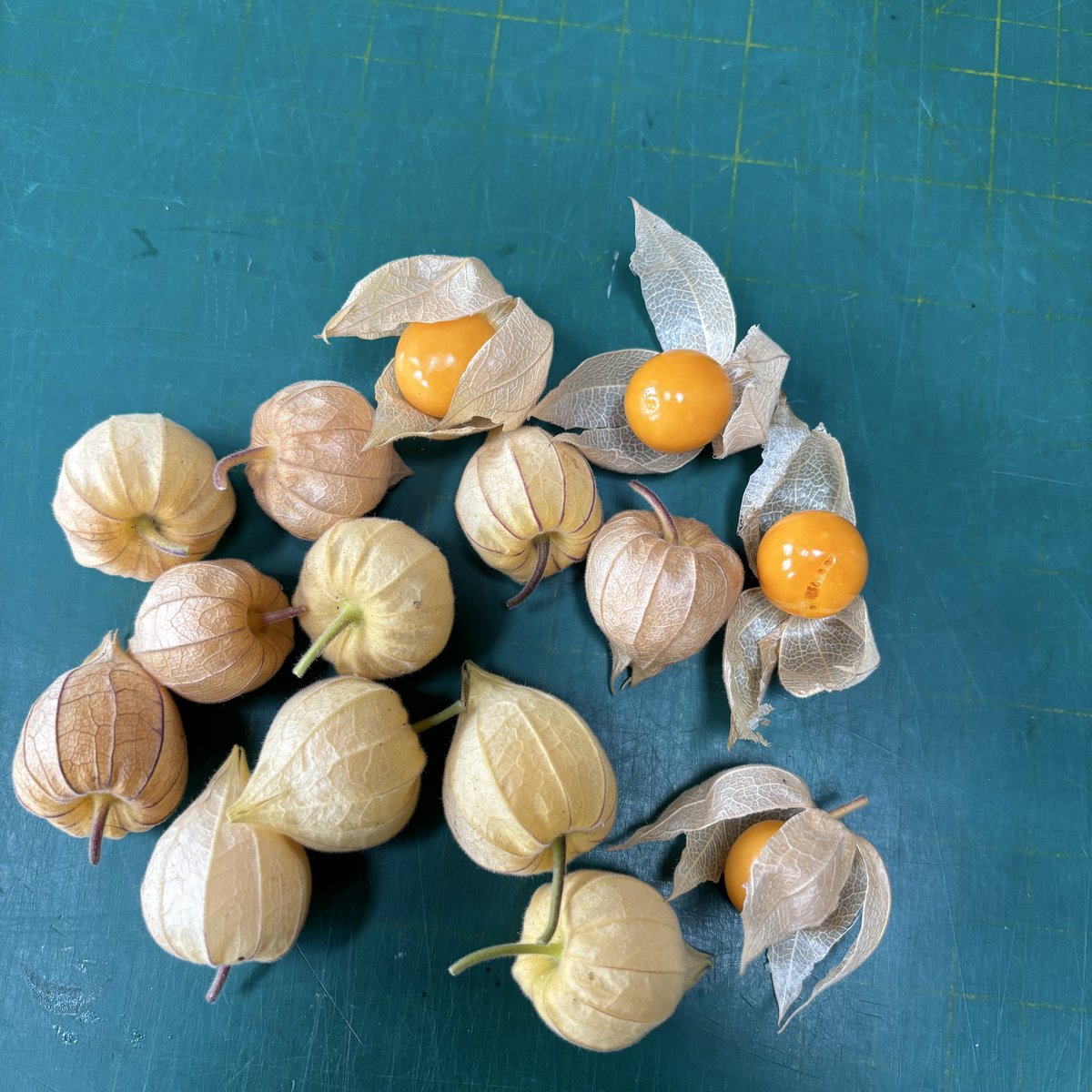 BrewbitzUK's tweet photo. Saving up my cape gooseberries until I have enough to make a gallon of wine. 
Anyone ever made wine from them?
#allotment #homebrew #physalis #capegooseberry https://t.co/1LPcEMF9Bx