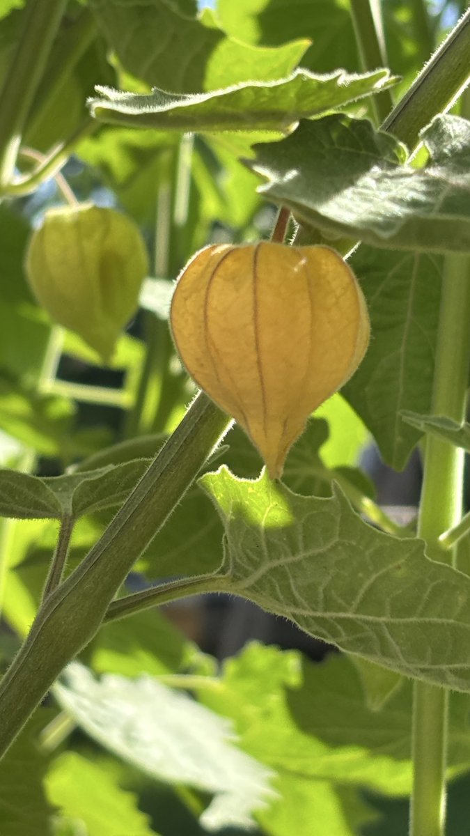BrewbitzUK's tweet photo. Saving up my cape gooseberries until I have enough to make a gallon of wine. 
Anyone ever made wine from them?
#allotment #homebrew #physalis #capegooseberry https://t.co/1LPcEMF9Bx