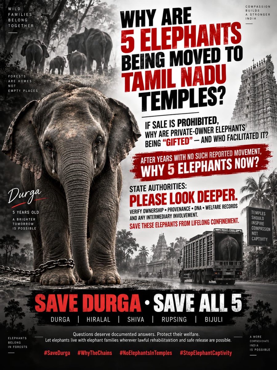 KanyaaKaushik's tweet photo. Five elephants. Five transfer files. But where are the complete ownership histories?
Before moving them across 2,000+ km, shouldn't every certificate, microchip, DNA record &amp; transfer document be independently verified? 
#VerifyTheFive
#FreeTheFive
 #StopElephantCaptivity https://t.co/UDdn9Sn6mQ