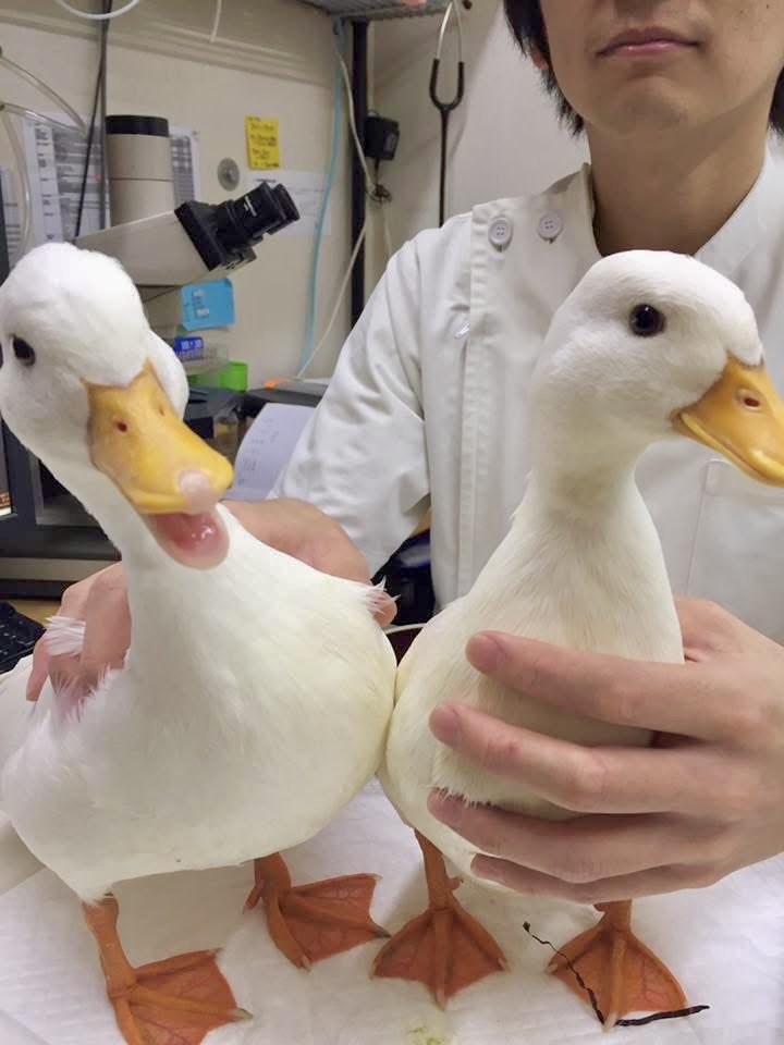 ahiraa2go's tweet photo. 鳥のお医者さん https://t.co/OkzQZi1hZq