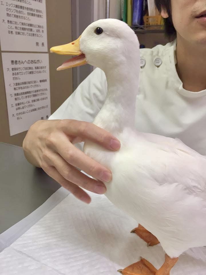 ahiraa2go's tweet photo. 鳥のお医者さん https://t.co/OkzQZi1hZq