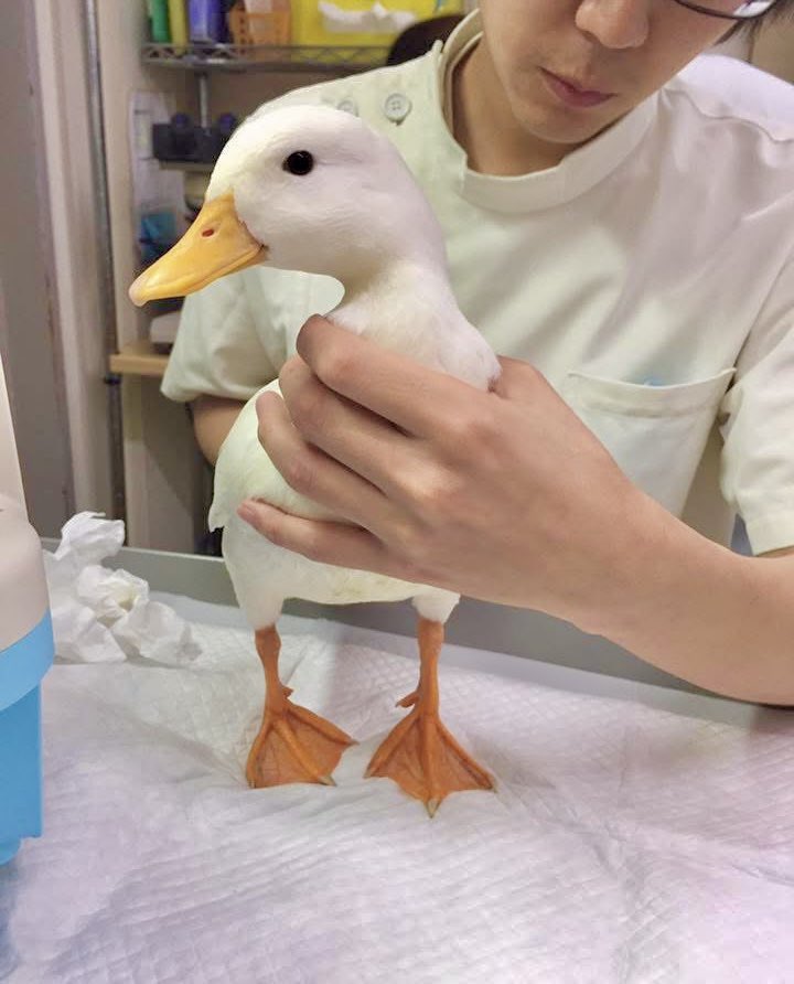 ahiraa2go's tweet photo. 鳥のお医者さん https://t.co/OkzQZi1hZq