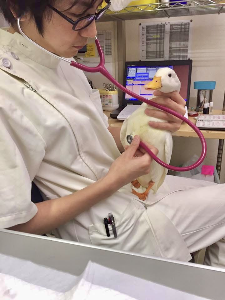 ahiraa2go's tweet photo. 鳥のお医者さん https://t.co/OkzQZi1hZq