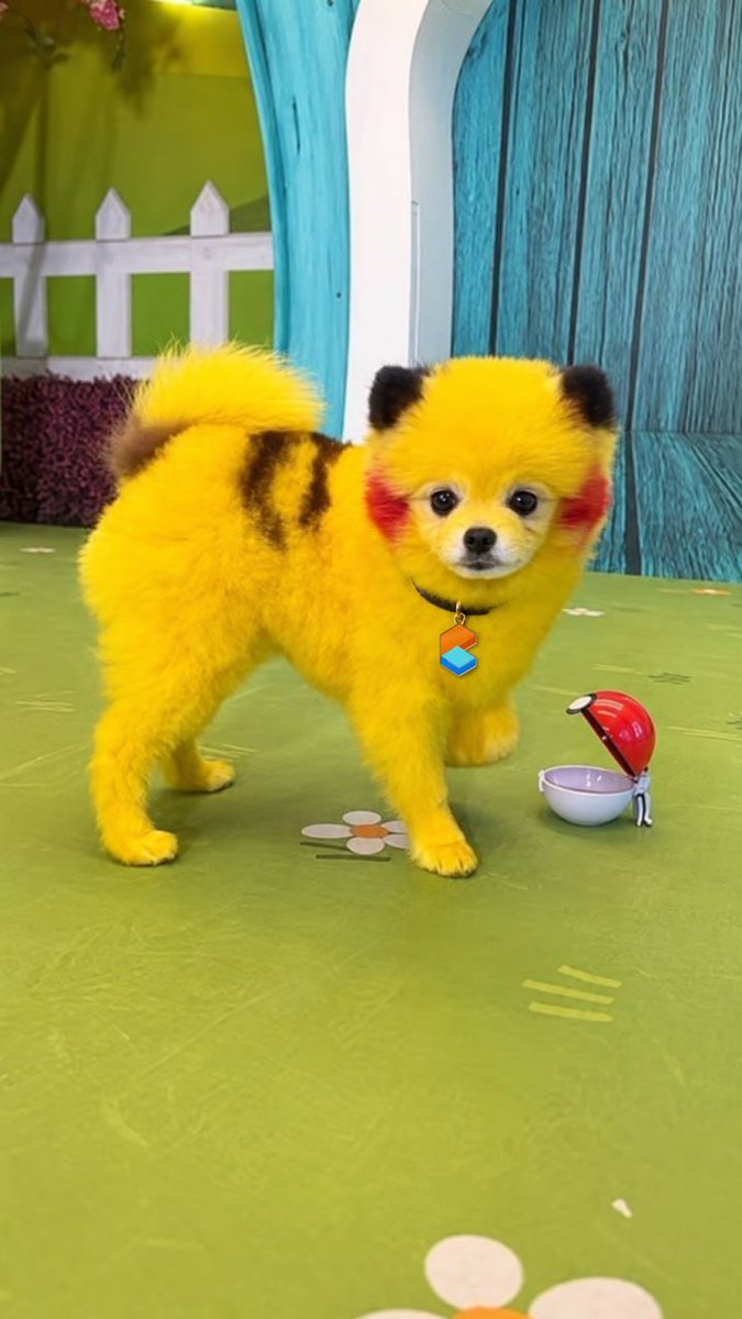 GnomeBets's tweet photo. @RektUSD @Zaza_Pikachu If Pokémon cards onchain become a bigger story, Zaza has a character people can recognise the moment they see her.

The card-ripping story may only be opening its first pack. ZAZA wants to be the dog everyone remembers when it does. ⚡🐶

10/14 https://t.co/KK9HX6bBSL