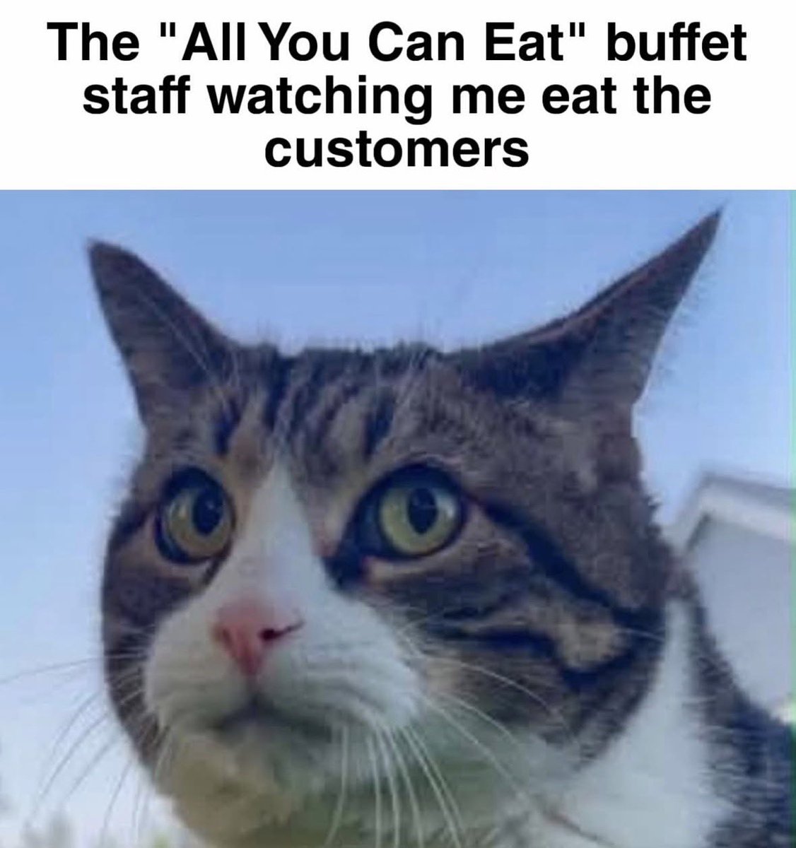 literallymecats's tweet photo. https://t.co/5Gfo4hXeGx