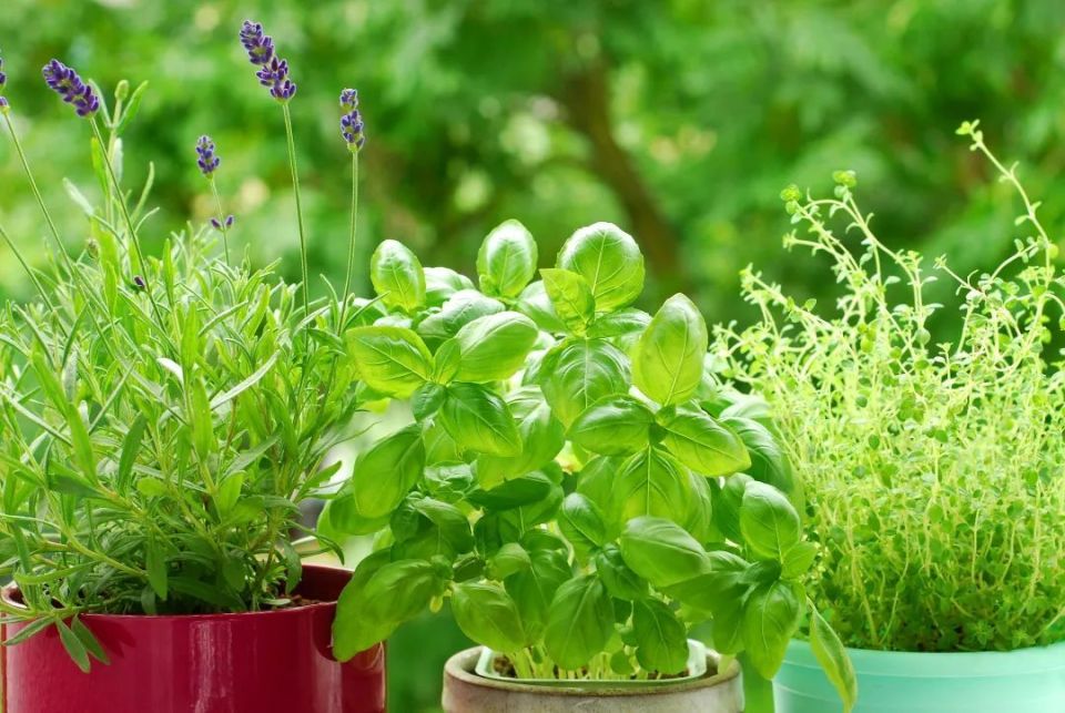 EdithMaquizf's tweet photo. My tiny balcony now has my first ever vegetable herb garden  Fresh basil + mint for tonight’s pasta, what a win for this small life upgrade!， https://t.co/mMAfjNLZj6