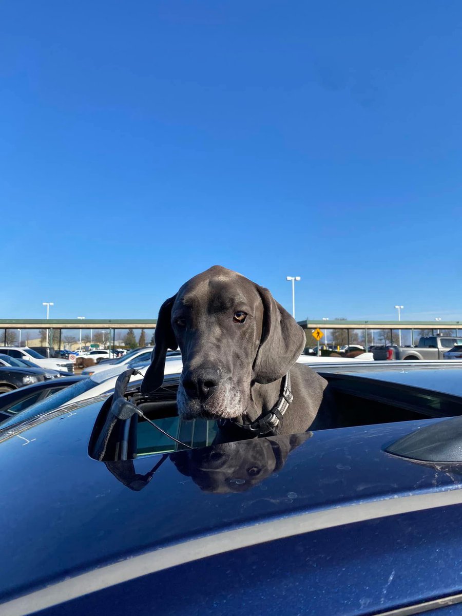 luinalaska's tweet photo. Thanks to the twitter community I have $5,000 towards retaining an attorney. That’s really so kind. This is a generous place and I love you all for that. Thank you for caring about our best friend. https://t.co/SyBpO6syh3