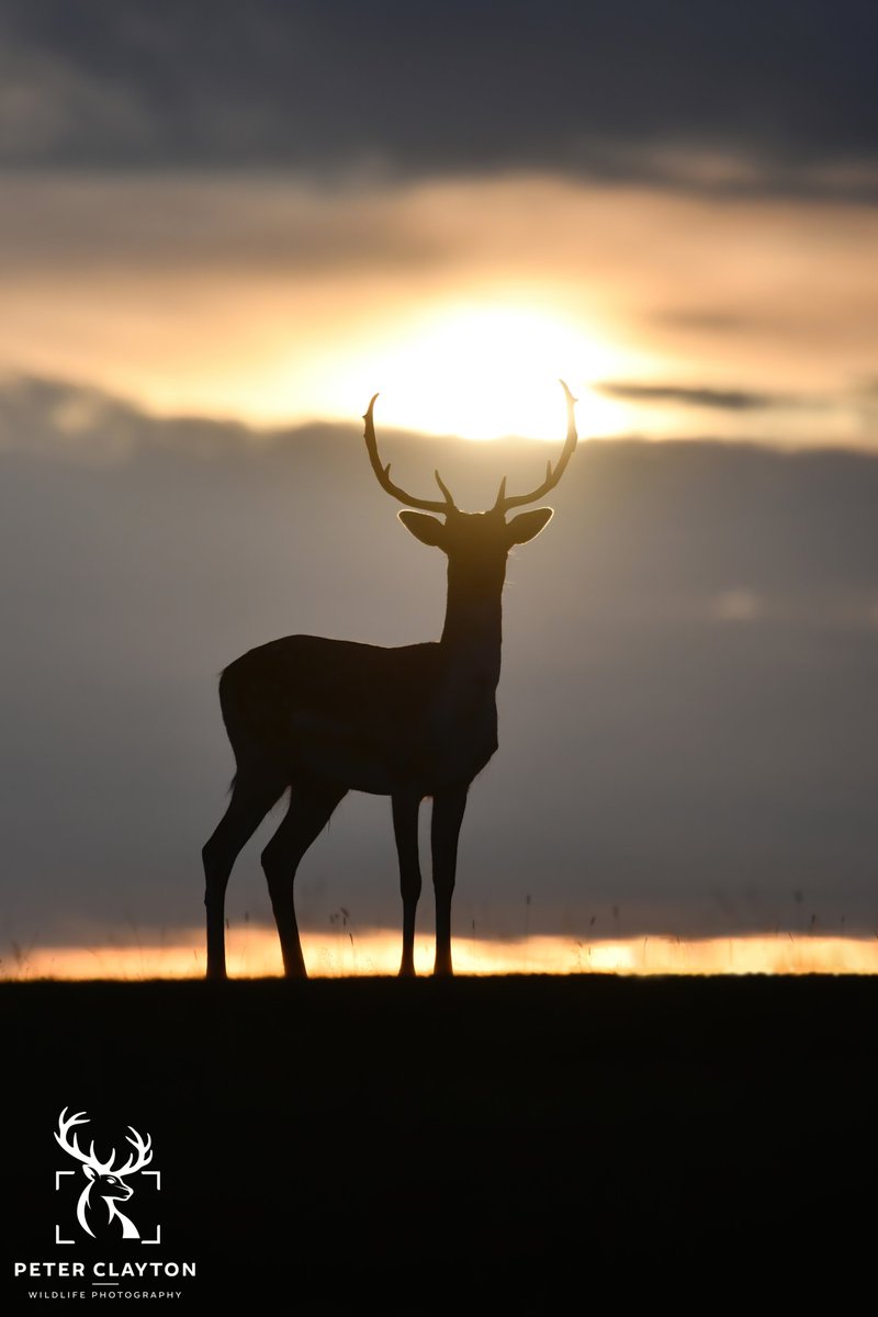peterclaytonuk's tweet photo. When I took this photo, I knew I had captured something special. This beautiful fallow deer buck stepped out just as the sun was rising behind him. Shots like this take a lot of planning to come together. I would love to know what you all think
#fallowdeer #goldenhour #ukwildlife https://t.co/HvruudPtvQ