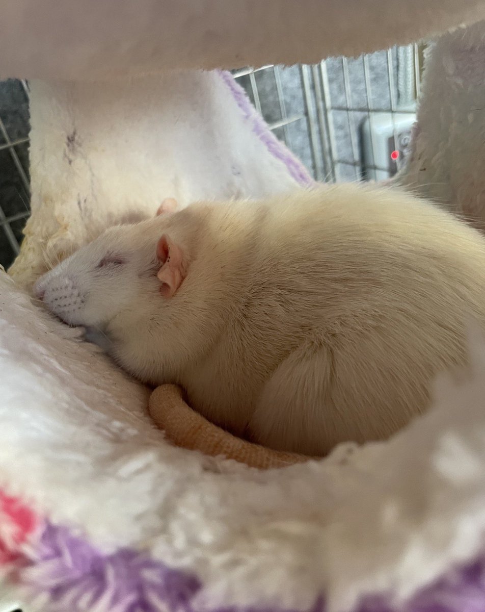 timtam1230's tweet photo. このおデブもちちゃんを揉みたいよ〜😭🚀🐁🌟 https://t.co/rMip48xQS8