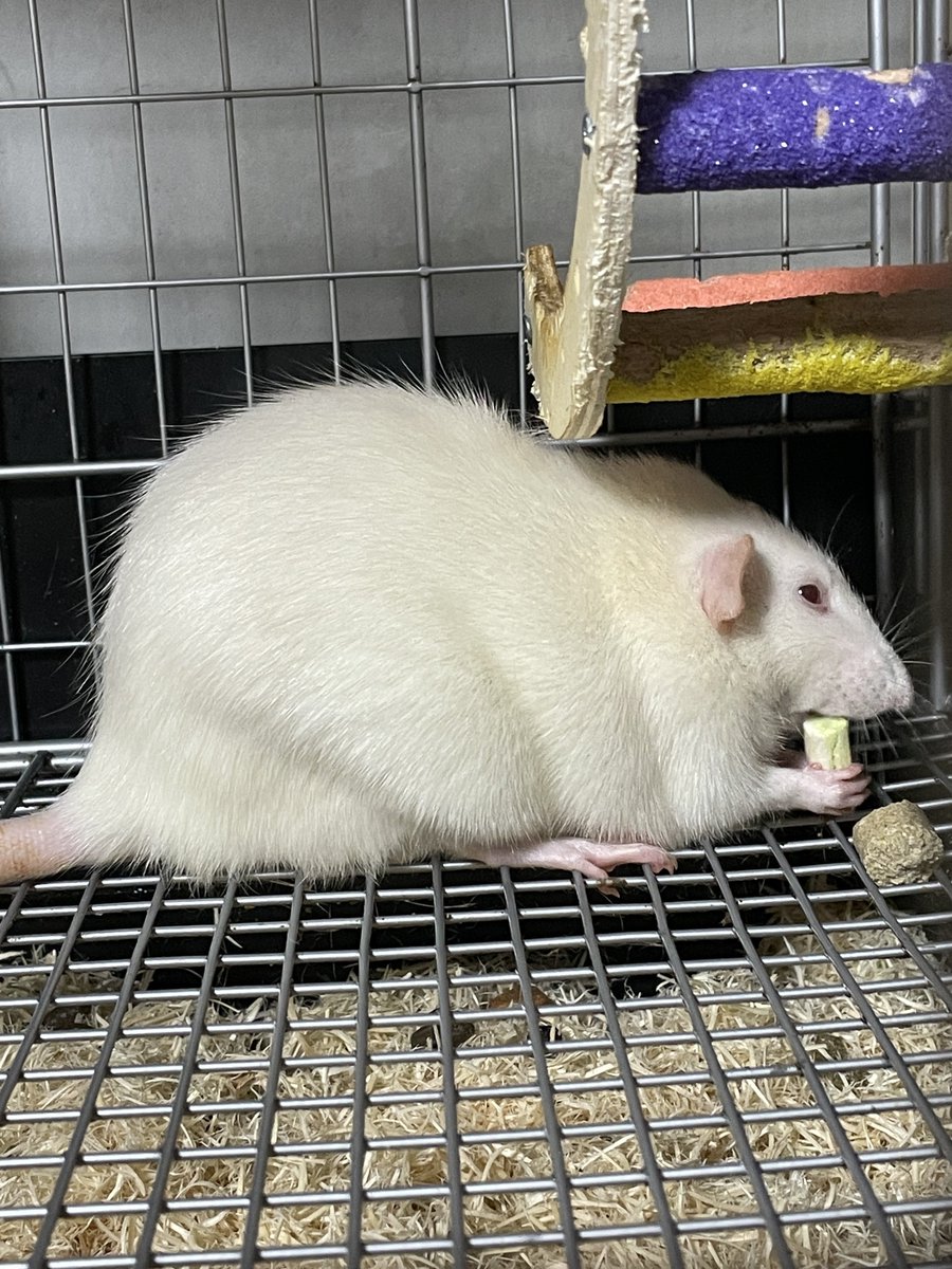 timtam1230's tweet photo. このおデブもちちゃんを揉みたいよ〜😭🚀🐁🌟 https://t.co/rMip48xQS8