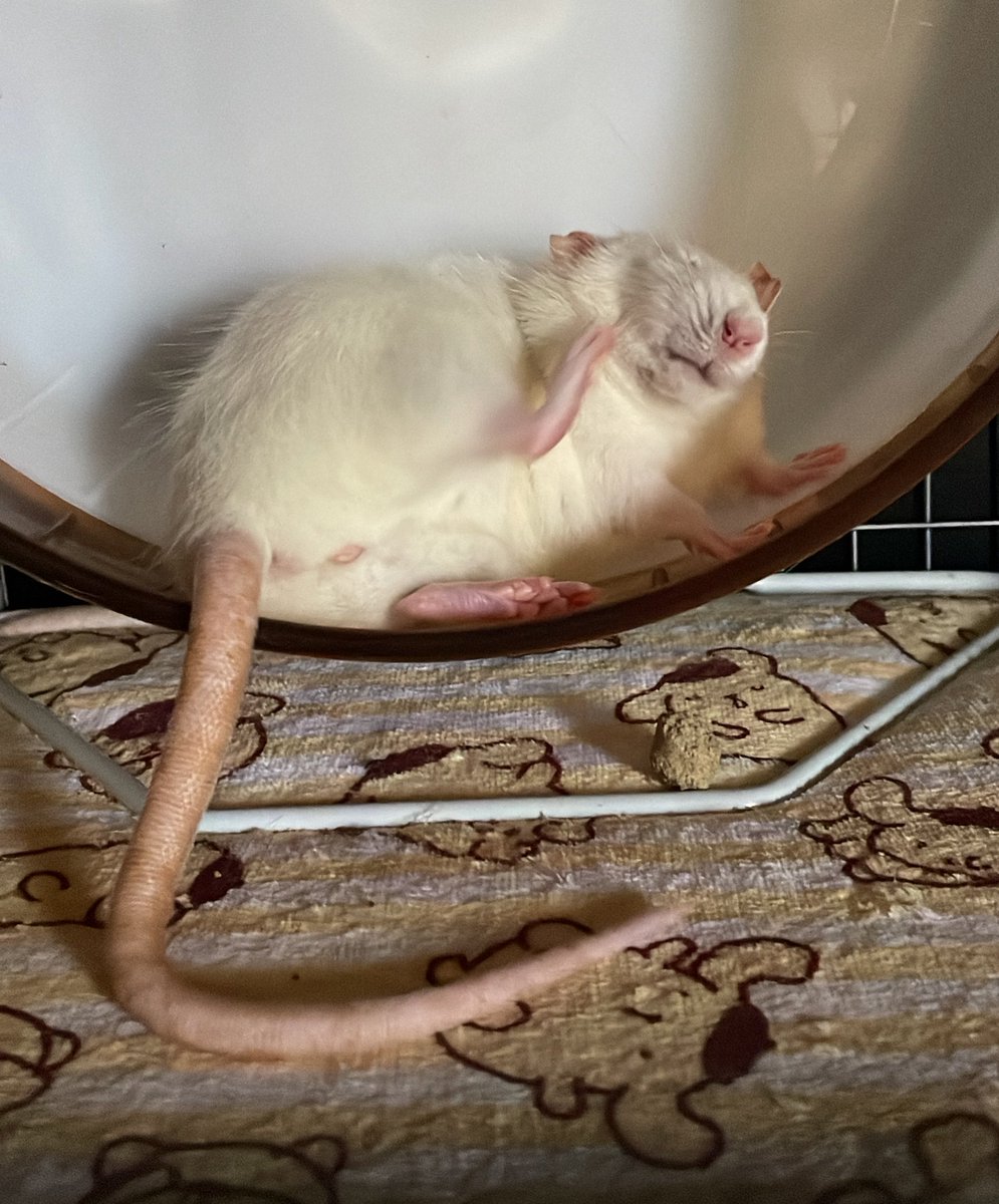 timtam1230's tweet photo. このおデブもちちゃんを揉みたいよ〜😭🚀🐁🌟 https://t.co/rMip48xQS8