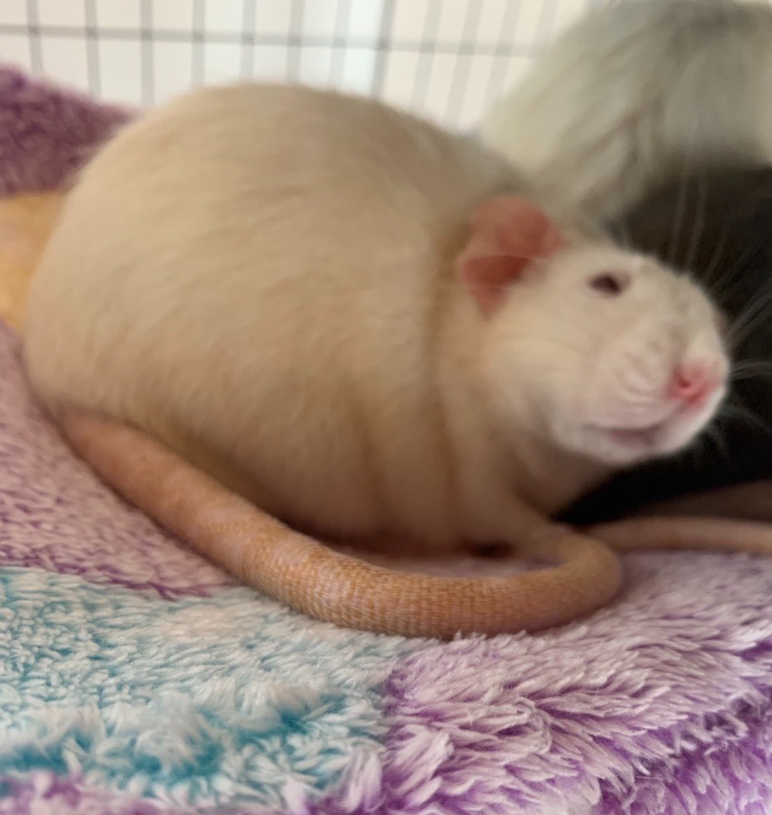 timtam1230's tweet photo. このおデブもちちゃんを揉みたいよ〜😭🚀🐁🌟 https://t.co/rMip48xQS8