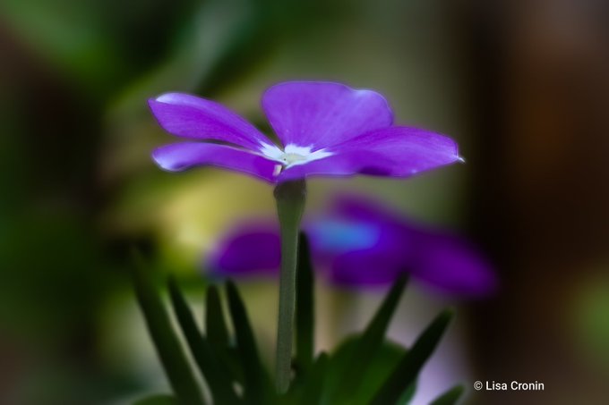 A close-up photograph of a purple flower with a white center, photographed against a blurred natural background, credited to Lisa Cronin.
