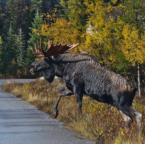 RoadSafeAtWork's tweet photo. Driving along BC roads or highways? Watch for roadside signage that reminds drivers to be prepared to encounter wildlife 🦌. Adjust your driving and increase your vigilance for animals on or beside the road. Learn more: https://t.co/JI19J0G4aN https://t.co/XNEb3VrueJ