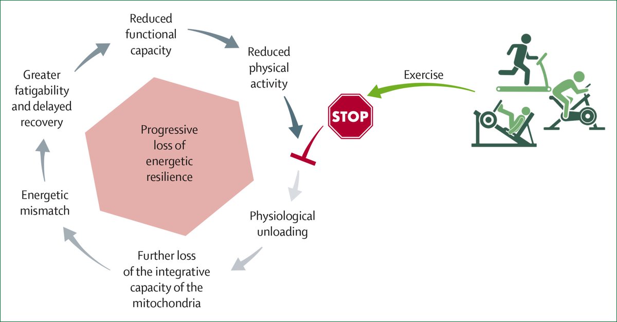 agingdoc1's tweet photo. Sarcopenia as a manifestation of systemic energetic failure with ageing

https://t.co/4UIWGwovqT https://t.co/E3bYyTIlbJ