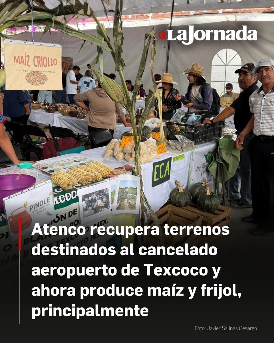 LaJornada's tweet photo. Más de 4 mil 500 hectáreas de los pueblos de la rivera del Lago de Texcoco, que estaban destinadas para la infraestructura del cancelado Nuevo Aeropuerto Internacional de México (NAIM); han sido recuperadas y son sembradas y cosechadas por los campesinos, donde actualmente se producen maíz, frijol, haba, calabaza, granos y forrajes; principalmente.

Los campesinos que han logrado la recuperación de las actividades del campo, muchos de ellos integrados al Frente de Pueblos en Defensa de la Tierra (FPDT) llevaron a cabo la cuarta Feria del Maíz y la Milpa Atenco 2026, donde ofertaron sus productos.

Más información en: https://t.co/BK5EXWyHeo