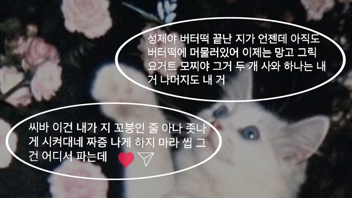 wptbkw's tweet photo. 내 고먐미 똥강아지 꼬봉…… https://t.co/azKPX3eCcu