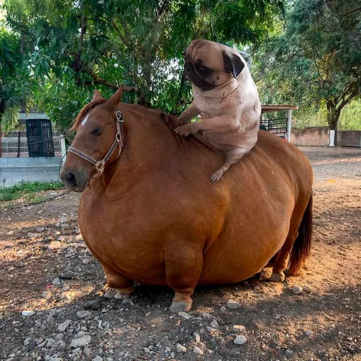 Rhyzo2000's tweet photo. my dog got a new friend lol 😂😋🤑 https://t.co/G7YlpJlKK9