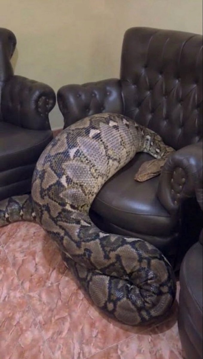 Xversionofme1's tweet photo. This Viral Video circulating online claims this little girl who was swallowed by a  Huge Rattle snake after several minutes seen playing with it Reminding Parents not to Pet any wild animals no matter how familiar they are with it 😭😭💔This little Girl’s life was gone in vain😭 https://t.co/JeAUpnqkSx