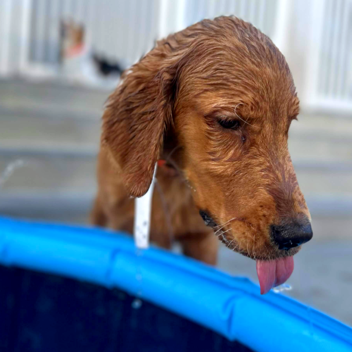 animalkeepersd's tweet photo. Cooper is a Classic Golden loving the pool!
https://t.co/dyHW6Chn0H
#golden #goldenretriever #retrievers #pool #dogpool #doggo #cooper
#pets #dogs #sd #sddogs #sdpets #sandiego #sandiegodogs #sandiegopets #powaydogs #powaypets #poway https://t.co/dnttOzAzR7