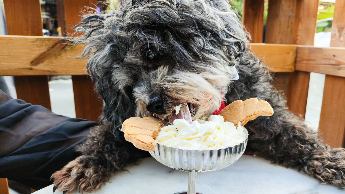 Vetitude's tweet photo. 🐶 "C'est un compagnon de vie" : les Français toujours plus accros à leurs #chiens

https://t.co/8dQLZTqlqg https://t.co/YRFhBFj2vH