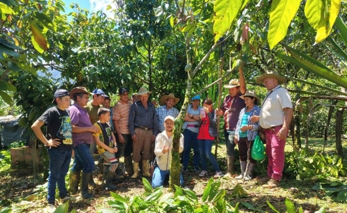 fedecacao's tweet photo. El Fondo Nacional del Cacao realizó una jornada de capacitación en Ocamonte, Santander, con 12 productores de la zona. 🏛️👨‍🌾🏞️ Fortalecimos conocimientos en manejo de podas ✂️🛠️ y renovación de copa 🌳💡 para impulsar la productividad. 📚🎓🇨🇴 #Fedecacao https://t.co/rzVKKx4BPj