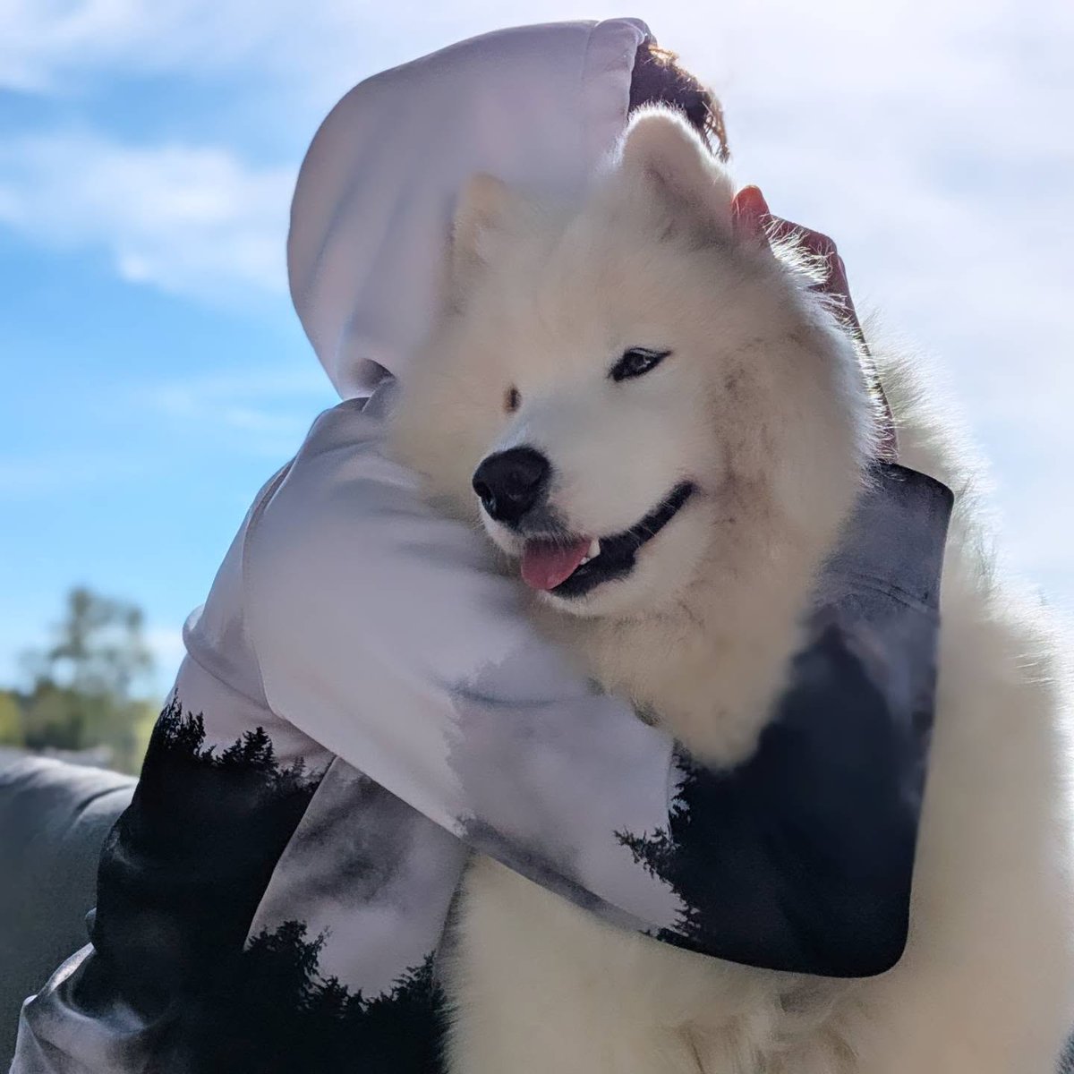 CalvinDann4v's tweet photo. The biggest cuddler in the family—Kōri ❤️ https://t.co/C2zFH6Z0AX