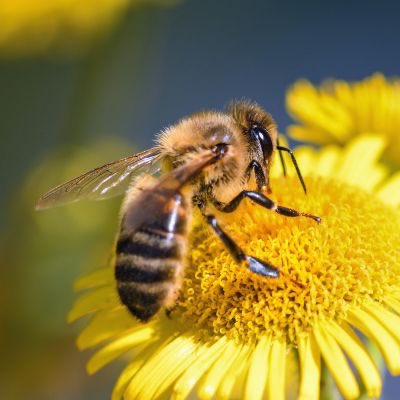 GrimSleeper15's tweet photo. You know who’s going through 

       a lot right now? Literally everyone…

                         Bee Kind! 🐝 https://t.co/fjxSktL1sr