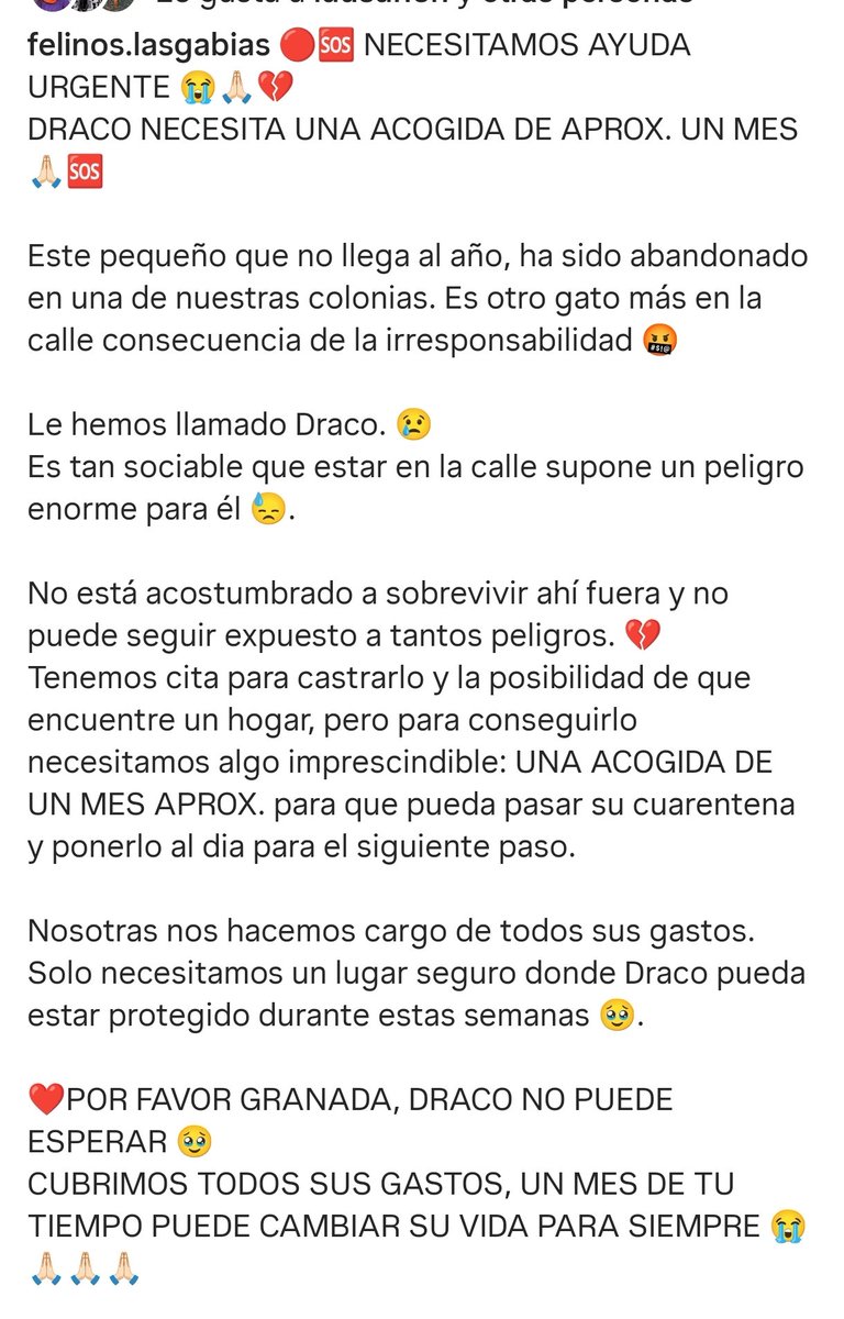 Felinos_Gabias's tweet photo. 🔴🆘 NECESITAMOS AYUDA URGENTE 😭🙏🏻💔
DRACO NECESITA UNA ACOGIDA DE APROX. UN MES 🙏🏻🆘 #ayuda #acogida #granada #draco https://t.co/pSuml81UtC