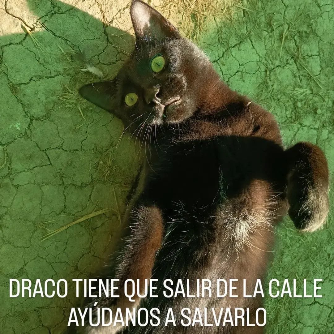 Felinos_Gabias's tweet photo. 🔴🆘 NECESITAMOS AYUDA URGENTE 😭🙏🏻💔
DRACO NECESITA UNA ACOGIDA DE APROX. UN MES 🙏🏻🆘 #ayuda #acogida #granada #draco https://t.co/pSuml81UtC