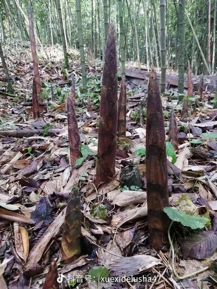 penghua138873's tweet photo. Fresh square bamboo shoots grow in the mountain forests of Guizhou.
They are a treasured seasonal delicacy from the mountains.
#GuizhouMoments #GuizhouFood #BambooShoots #MountainTaste https://t.co/LYBhj5rQlF