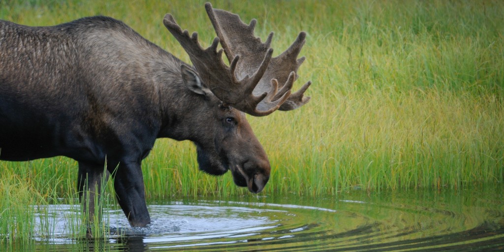 UNBCCS's tweet photo. Working in the field means sharing the landscape with bears &amp; other wildlife. UNBC's Wildlife Monitoring Certificate gives you the foundational skills to recognize wildlife activity &amp; respond safely when animals are nearby. Register by October 9. https://t.co/JPkgwIyB7G https://t.co/CeBsXOkilG