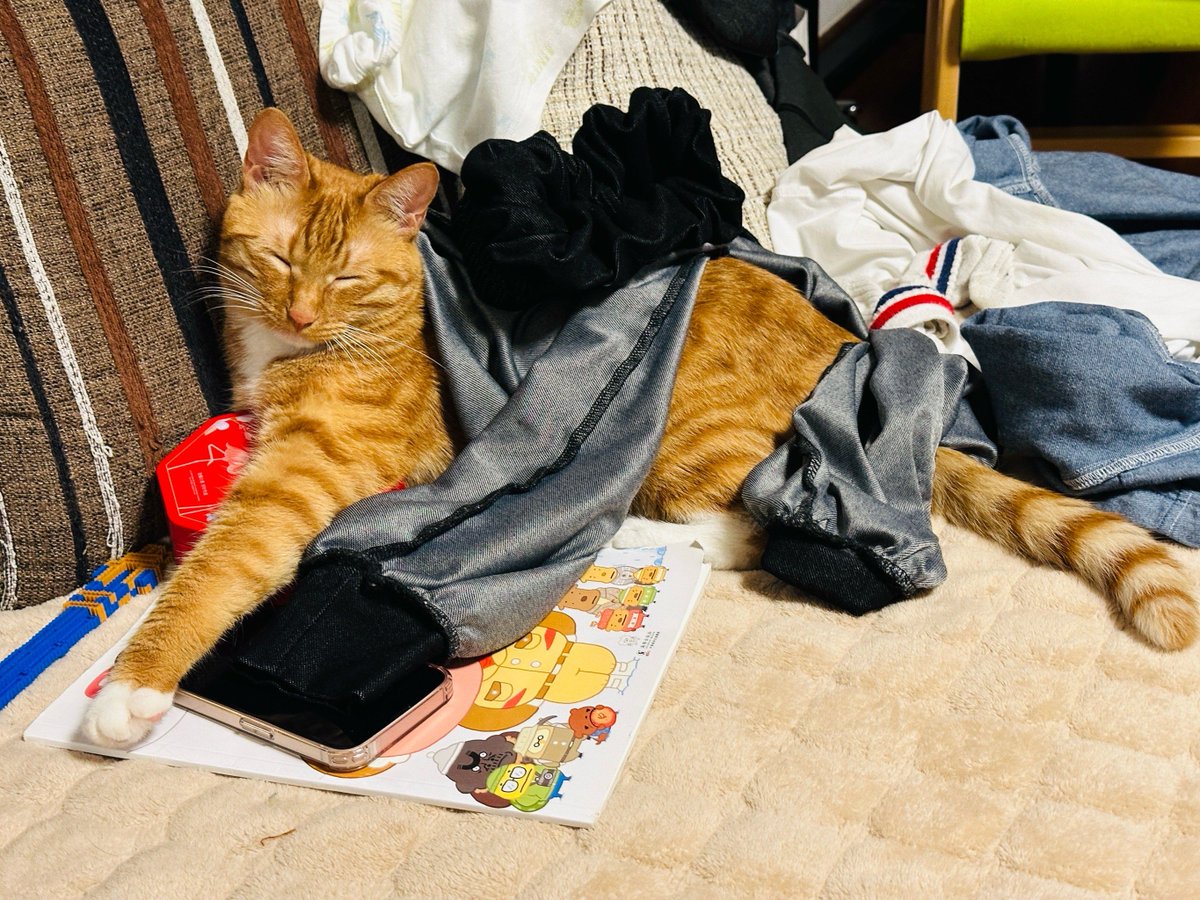 DustiGroshjtrj's tweet photo. Just folded the whole load of laundry while my cat decided to claim the clean pile as her new bed , https://t.co/TojFwyVWfJ