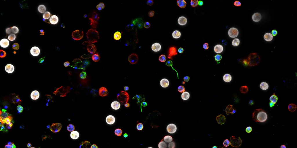 carnegiescience's tweet photo. ☃️ It's time to choose the 2026 Carnegie Science holiday card!

We've narrowed dozens of entries down to three spectacular science images. Now, we need your vote to choose the winner! 

Polls are open from now through October 6. View the finalists &amp; vote👇
https://t.co/shB2eaR1LD https://t.co/LLnpMhIRae