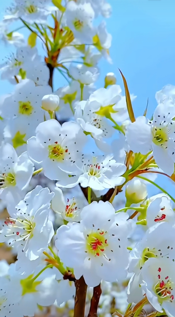 Demon160389's tweet photo. We embark on a journey, watch the flower bloom, count to eight, and cherish every satin moment. https://t.co/nB1jN15SII