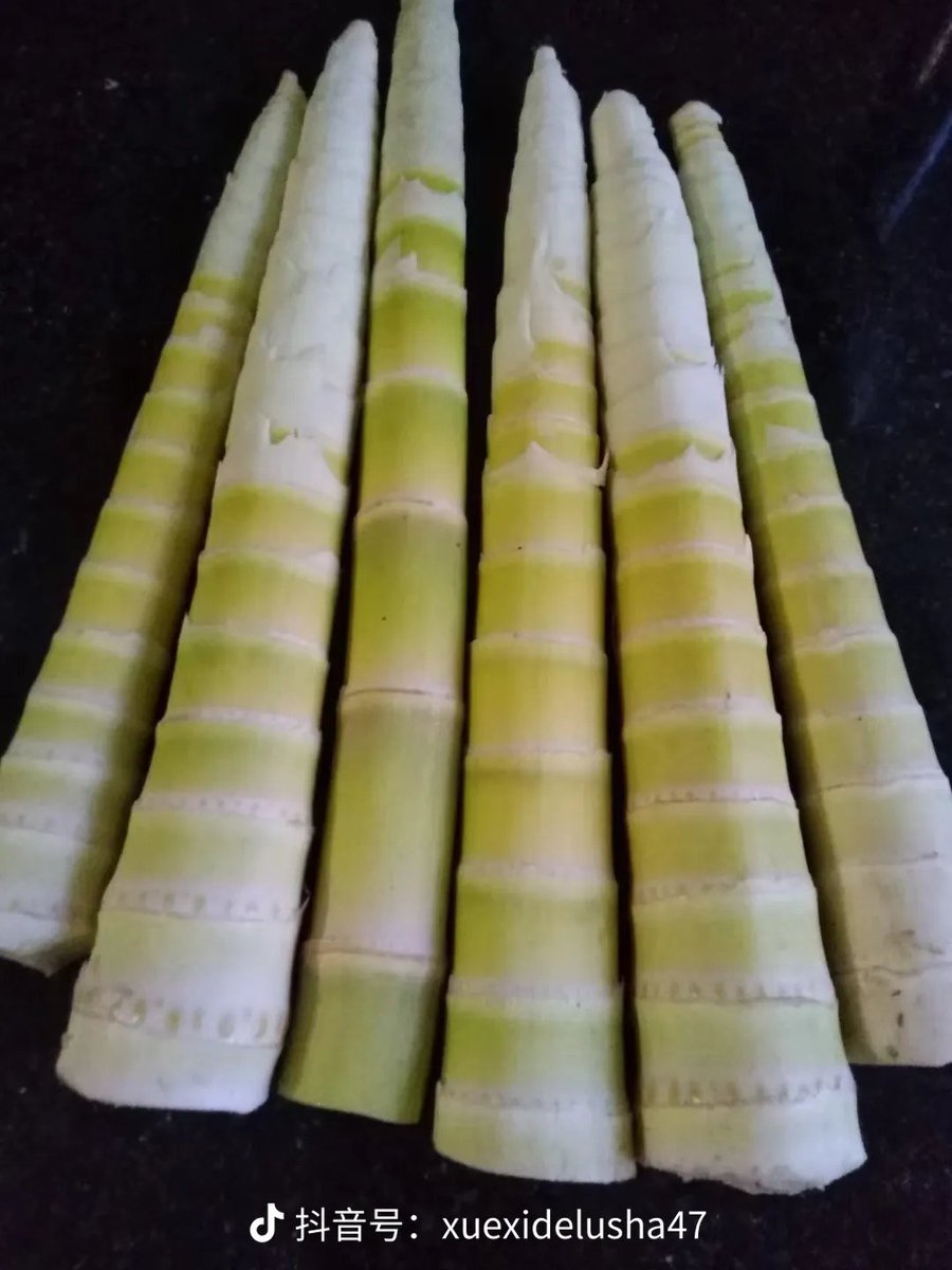 penghua138873's tweet photo. Fresh square bamboo shoots grow in the mountain forests of Guizhou.
They are a treasured seasonal delicacy from the mountains.
#GuizhouMoments #GuizhouFood #BambooShoots #MountainTaste https://t.co/LYBhj5rQlF