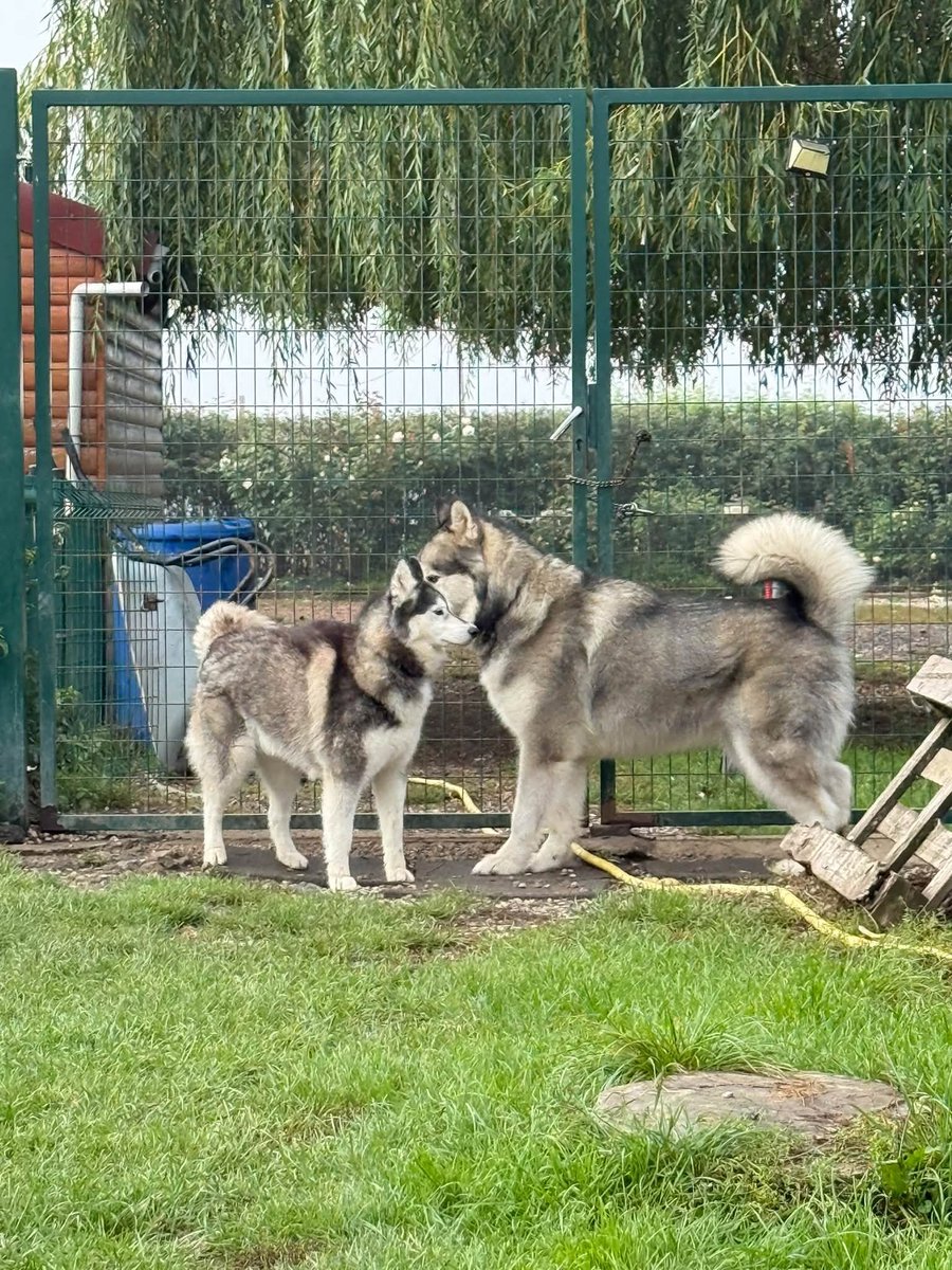 KiriyaKumiko's tweet photo. la difference de gabarit entre mon chien un malamute d'alaska ( à droite) et un husky ahah même si ici le husky est une femelle donc legerement plus petite qu'un male mais bon ça n'impeche , et non le malamute n'es pas un gros husky ahah https://t.co/JJdA2vU4p2