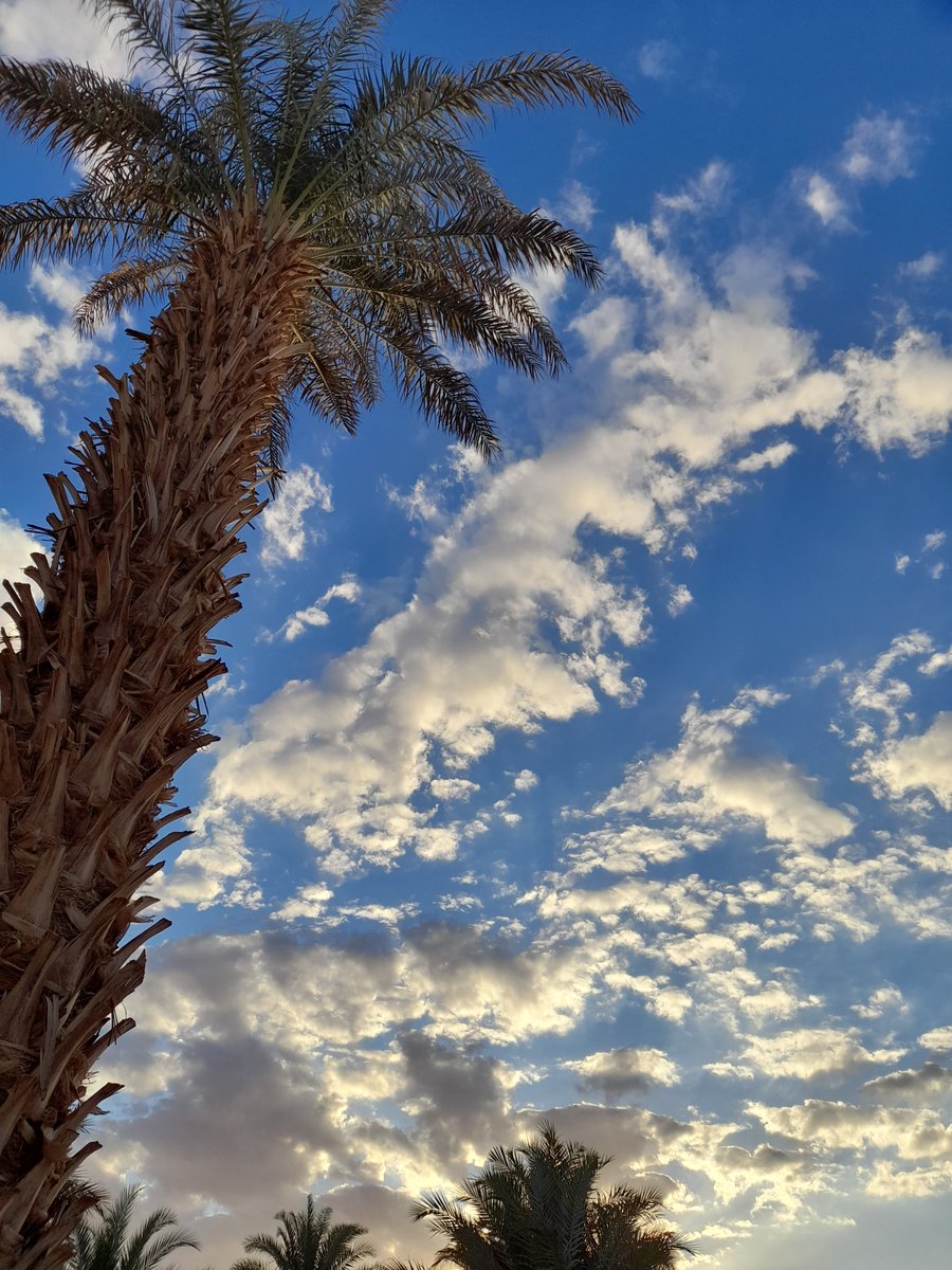 AlEmbarka's tweet photo. ”لا يبلغُ العبد منزلة الرِضا حتّى يستقرُ في قلبه اليقين بأنّ عطَاءات الله تجري في أشياءٍ تُمنع عنه، كما تأتي في أشياءٍ تُمنح له.." https://t.co/9btDxNo2sC