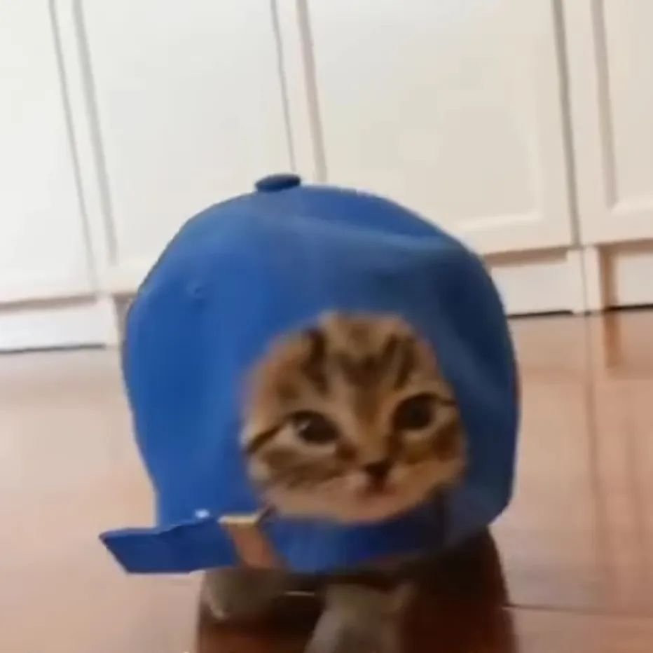 PunchingCat's tweet photo. https://t.co/xEObQwLxeR
