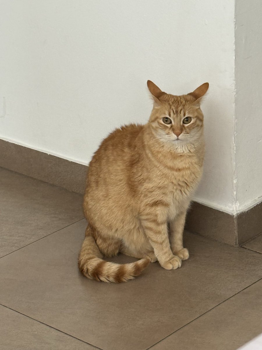 JRivello42356's tweet photo. Mi gato parece traumado, juro que no le pego chicos https://t.co/2Jbb9P56jU