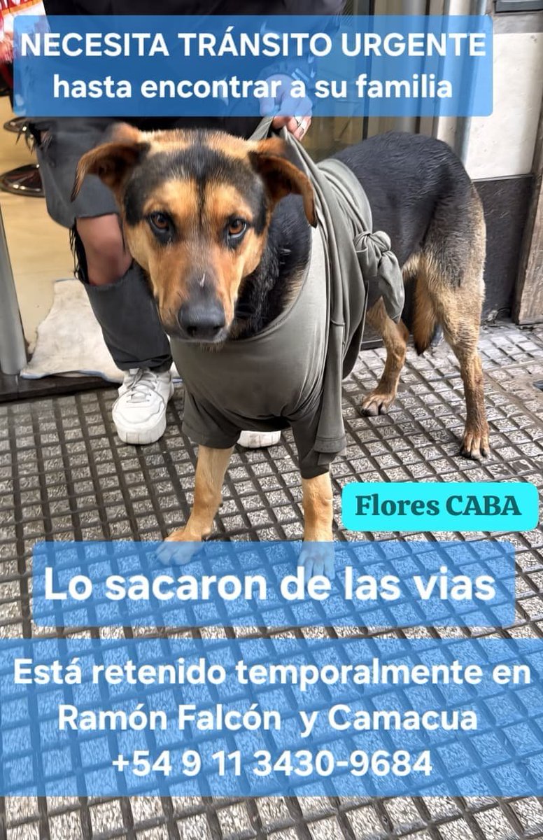 RaquelMait's tweet photo. Quien puede transitar a este perrito salvado de las vías del tren? https://t.co/2l4X8bBEcX