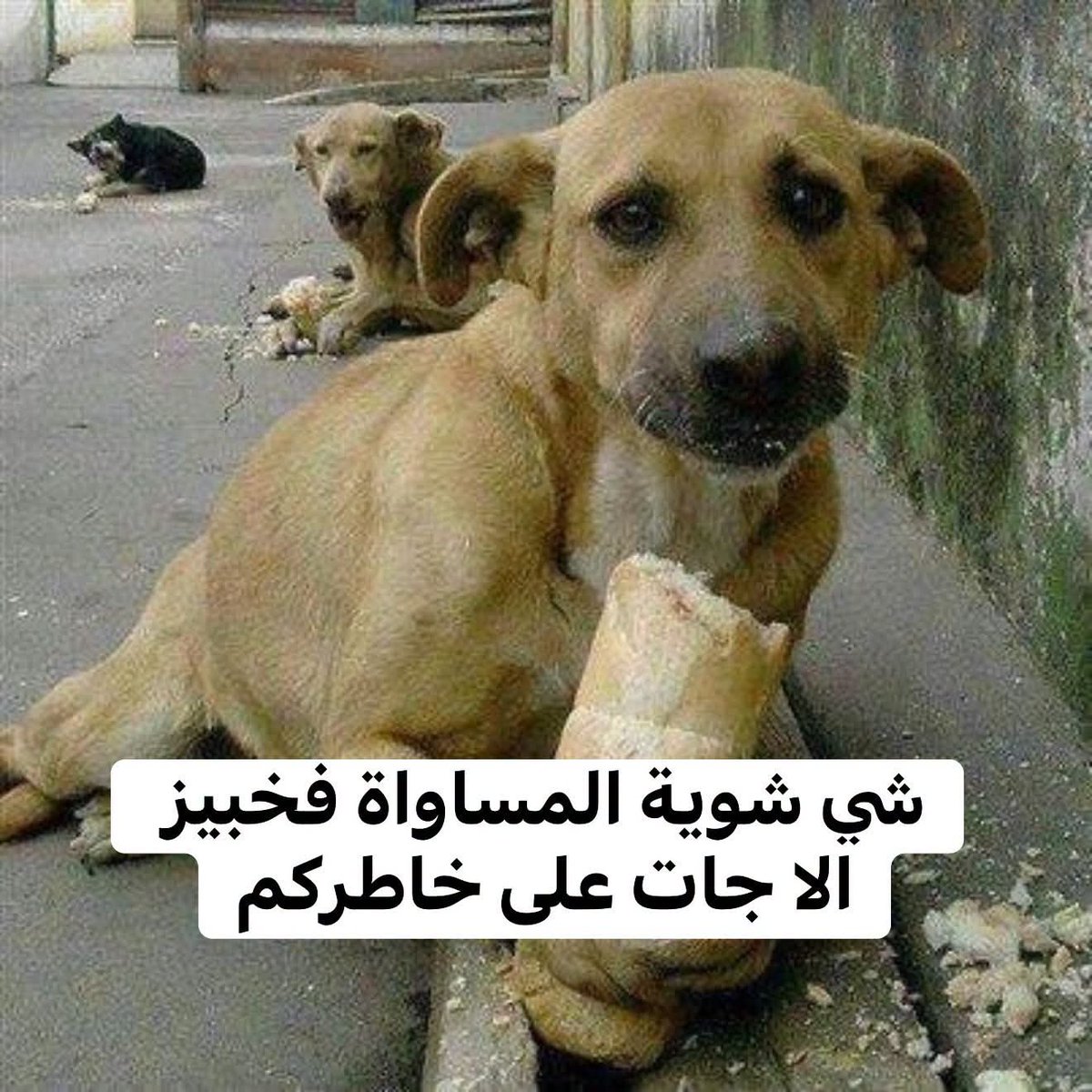Zahri_10i's tweet photo. Men in 2026 : https://t.co/SdhCDIf6h6