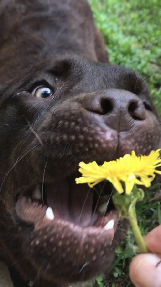 ItalianBuilder's tweet photo. @mom2mastiffs @kasie I give you "WILSON" like Wilson Wilson Wilson from "Castaway" fame said the exact same way as Hank's did!! https://t.co/QPg6o9YZMK