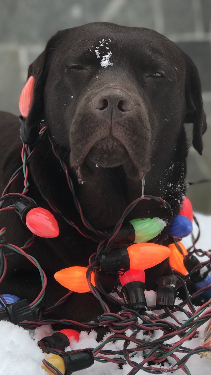 ItalianBuilder's tweet photo. @mom2mastiffs @kasie I give you "WILSON" like Wilson Wilson Wilson from "Castaway" fame said the exact same way as Hank's did!! https://t.co/QPg6o9YZMK